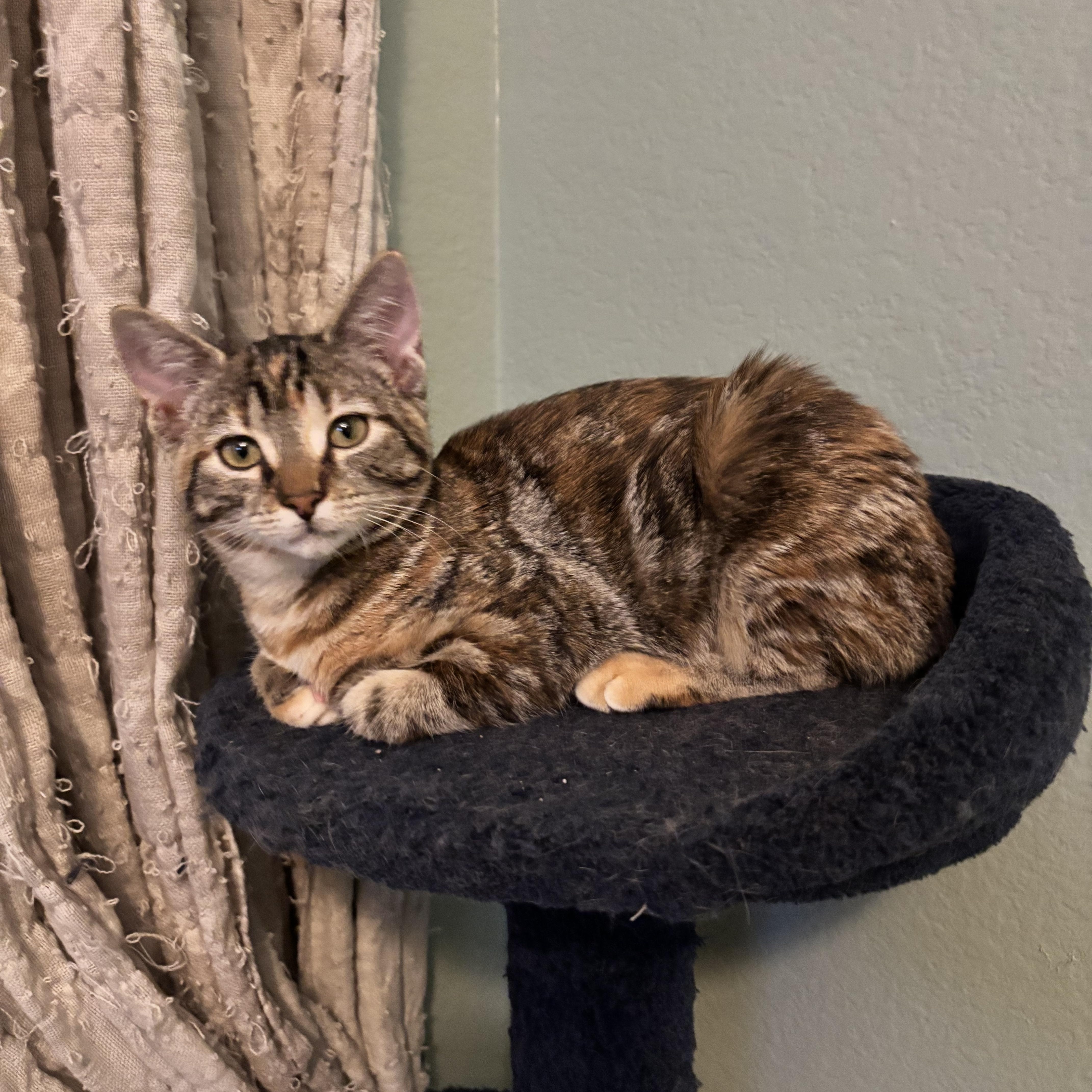 MARBLES - A LIVING WORK OF ART, Adoptable, Kitten Female Domestic Short Hair.