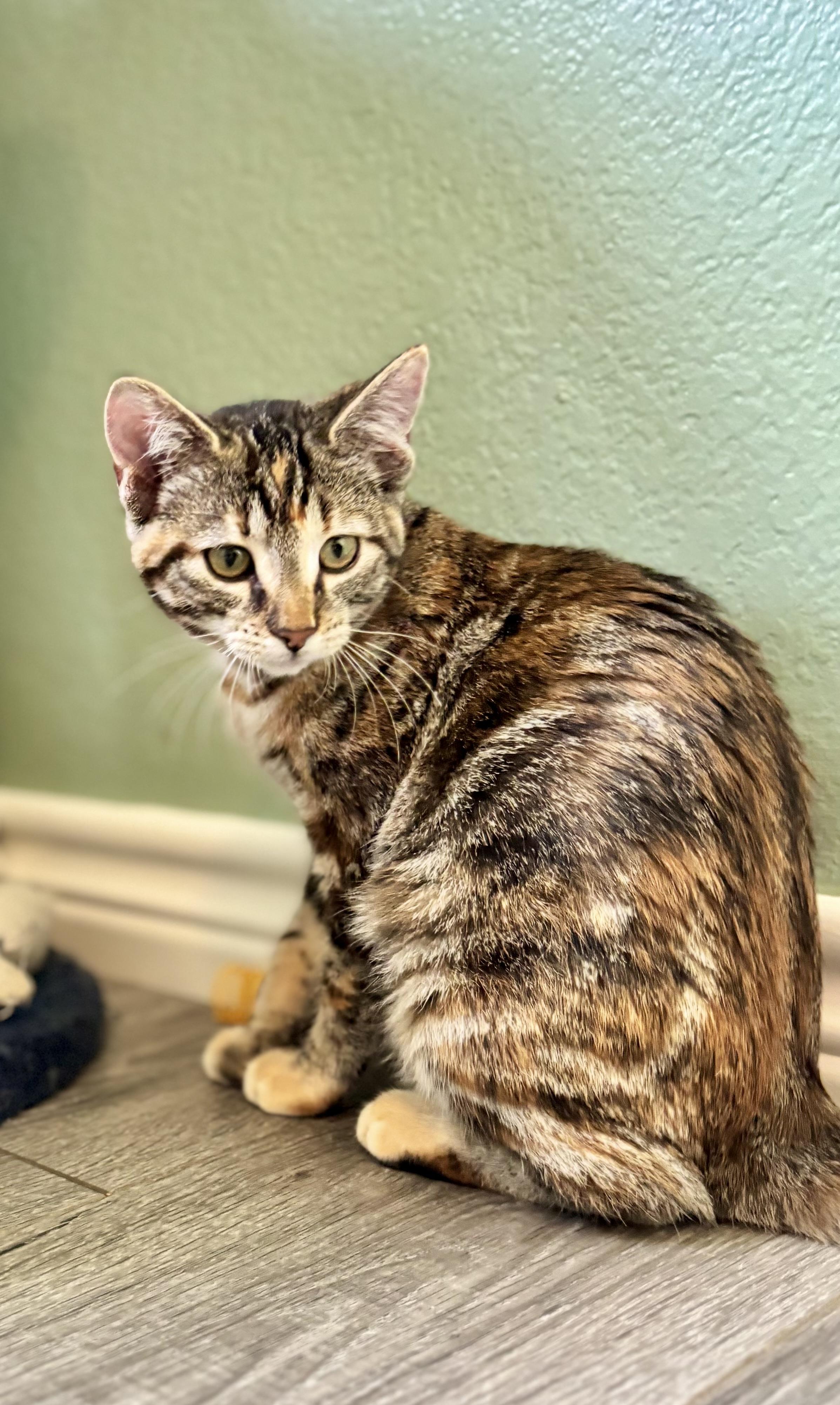 Enlarge MARBLES - A LIVING WORK OF ART, a Adoptable Domestic Short Hair in Plano, TX image 6/6