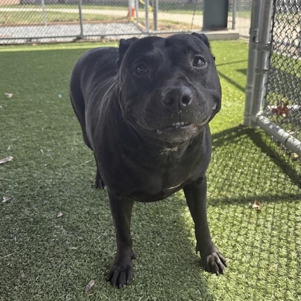 Charlotte, a ADOPTABLE mixed breed in Eatontown, NJ image 1/6