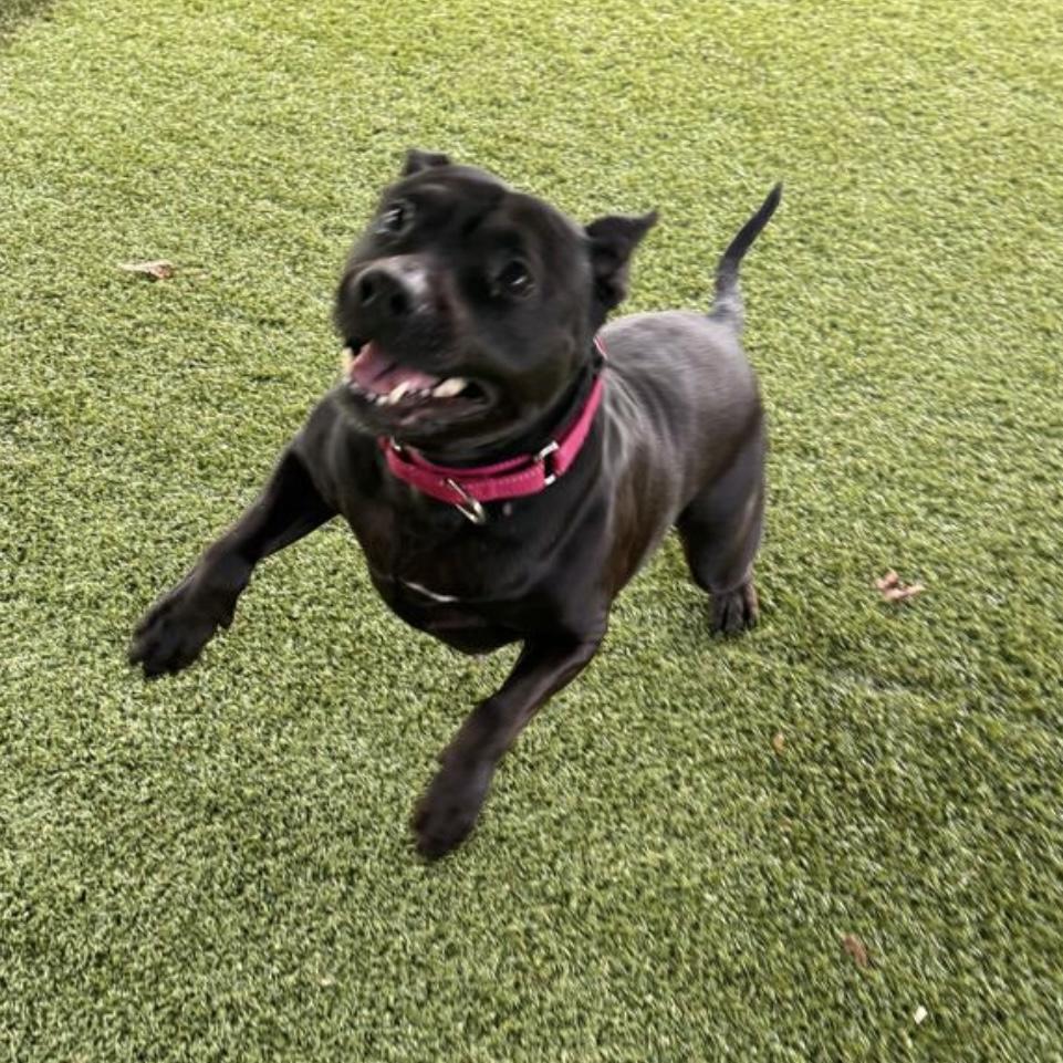 Charlotte, a ADOPTABLE mixed breed in Eatontown, NJ image 6/6