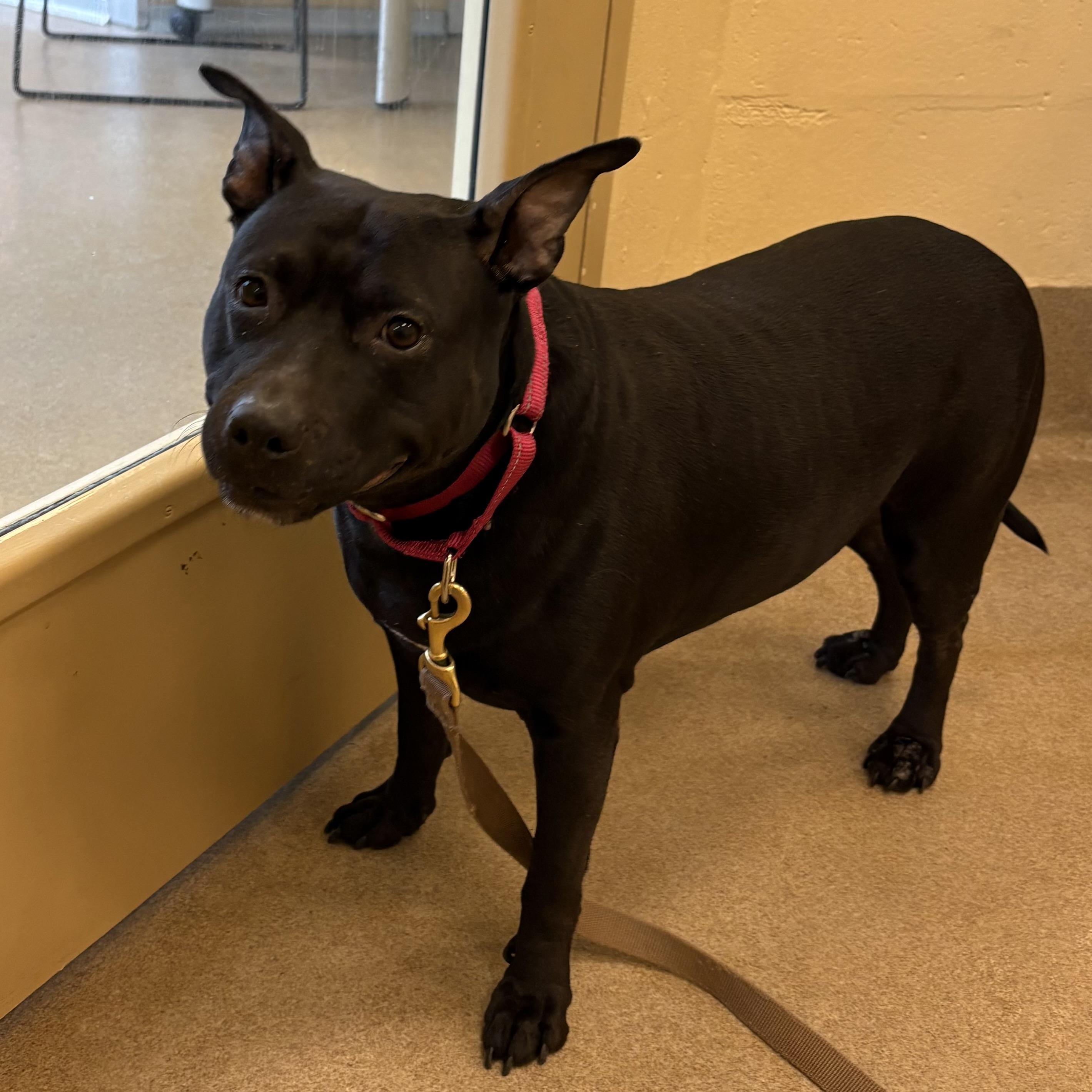 Enlarge Charlotte, a ADOPTABLE mixed breed in Eatontown, NJ image 2/2