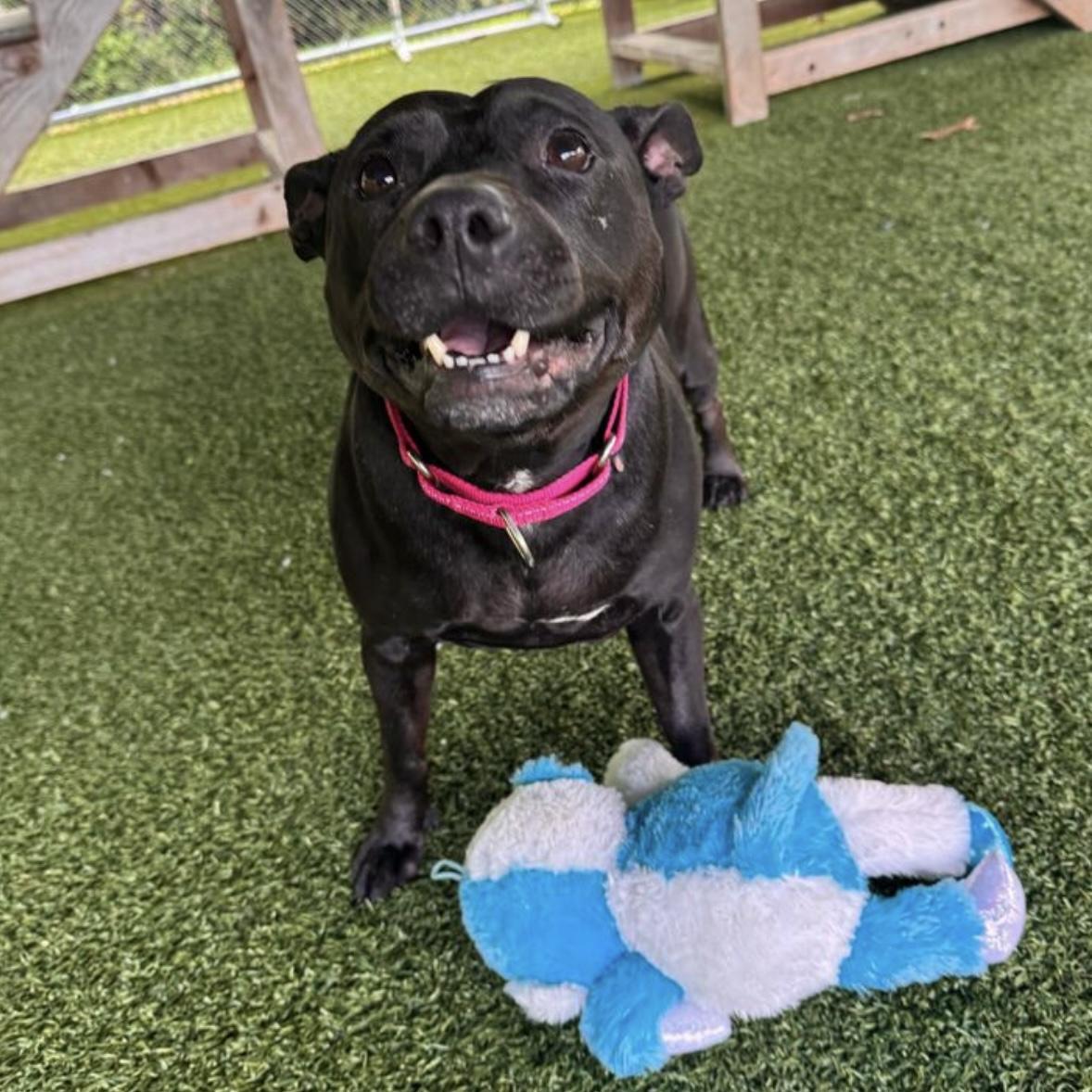 Charlotte, a ADOPTABLE mixed breed in Eatontown, NJ image 4/6
