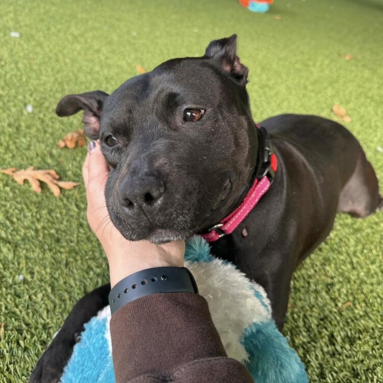 Charlotte, a ADOPTABLE mixed breed in Eatontown, NJ image 2/6