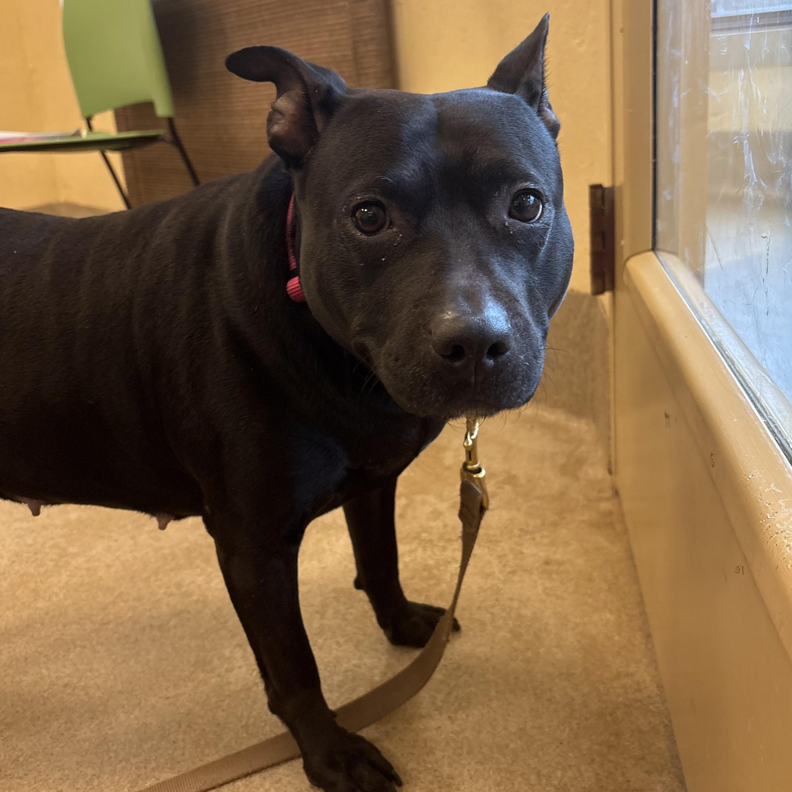 Enlarge Charlotte, a ADOPTABLE mixed breed in Eatontown, NJ image 1/2