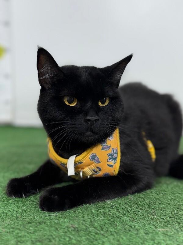 Enlarge Portia, a Adoptable mixed breed in Cathedral City, CA image 1/1