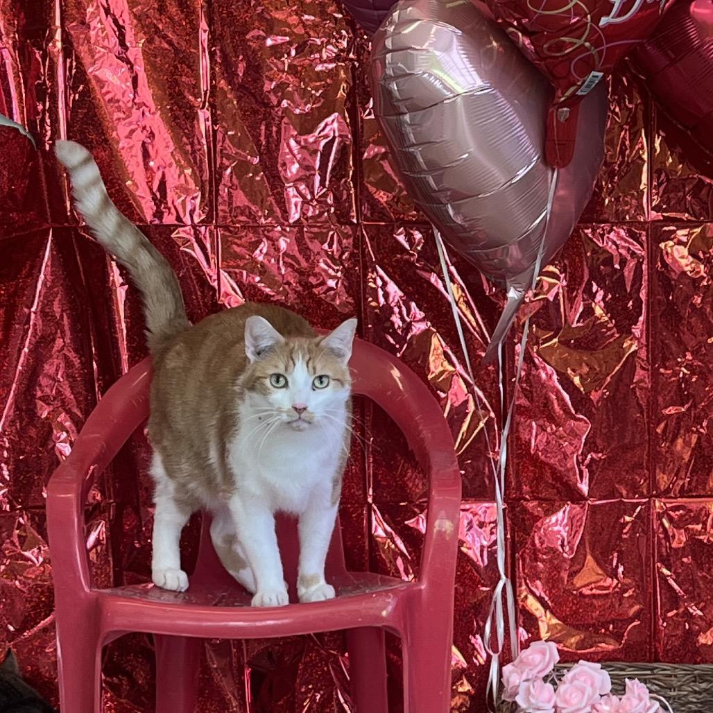 Enlarge Monster Mash, a Adoptable Domestic Short Hair in Chicago, IL image 1/1