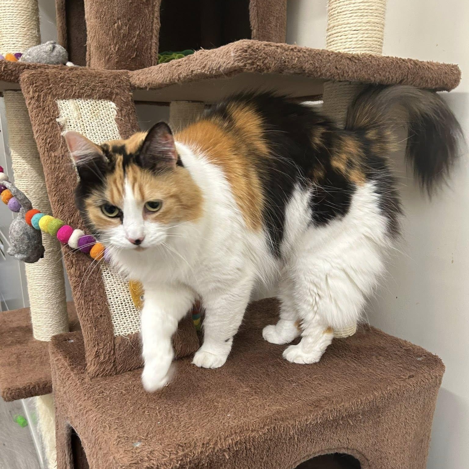 Enlarge BELLA, an adoptable Domestic Medium Hair in Santa Monica, CA image 5/5