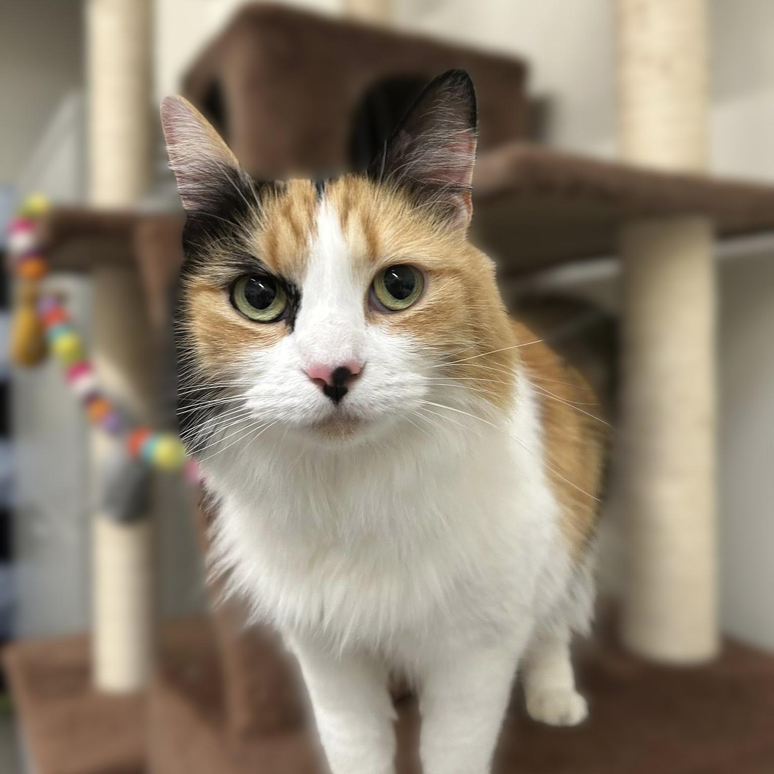 Enlarge BELLA, an adoptable Domestic Medium Hair in Santa Monica, CA image 2/5