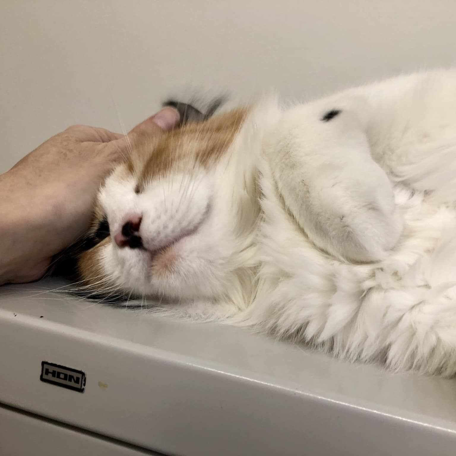 Enlarge BELLA, an adoptable Domestic Medium Hair in Santa Monica, CA image 3/5