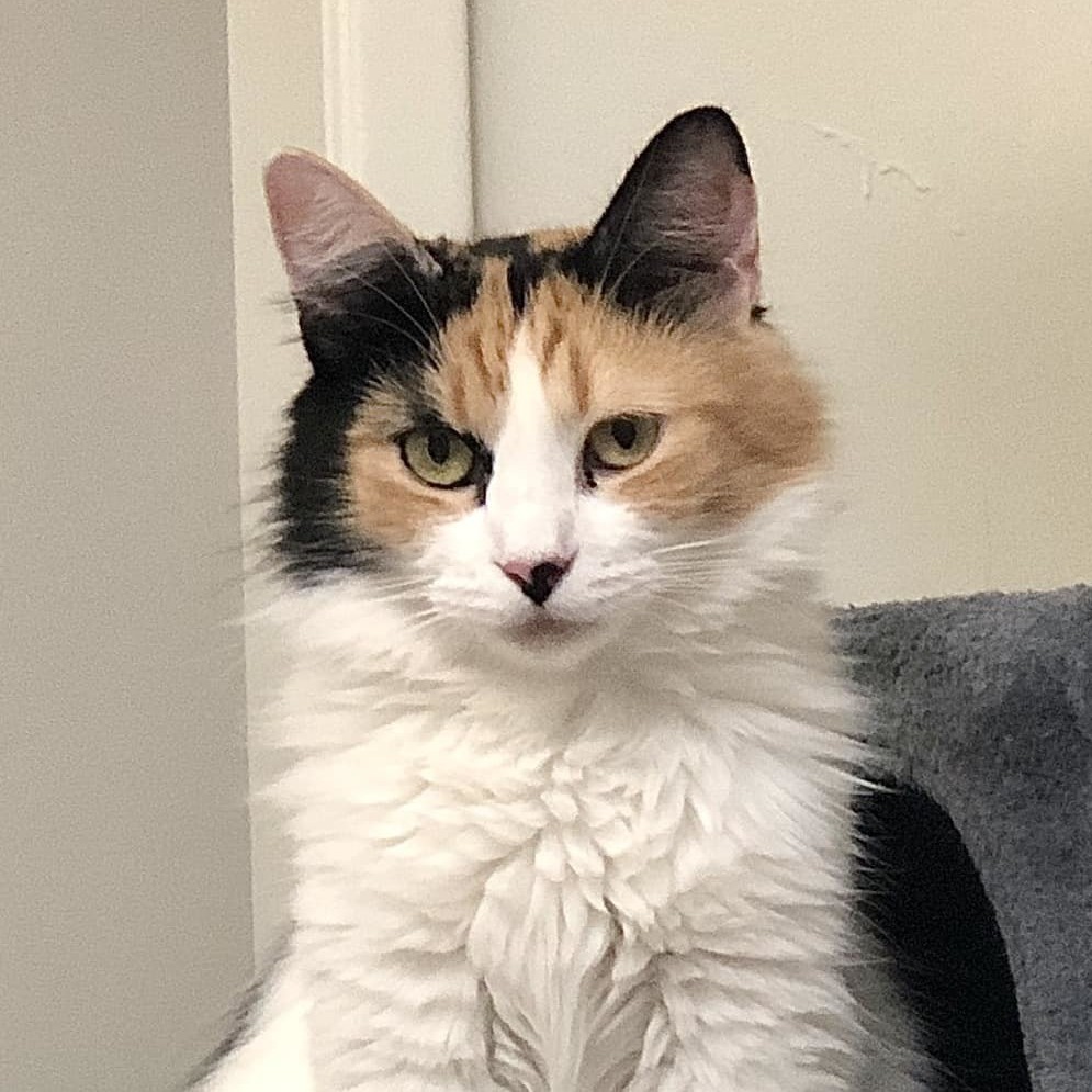 Enlarge BELLA, an adoptable Domestic Medium Hair in Santa Monica, CA image 1/5