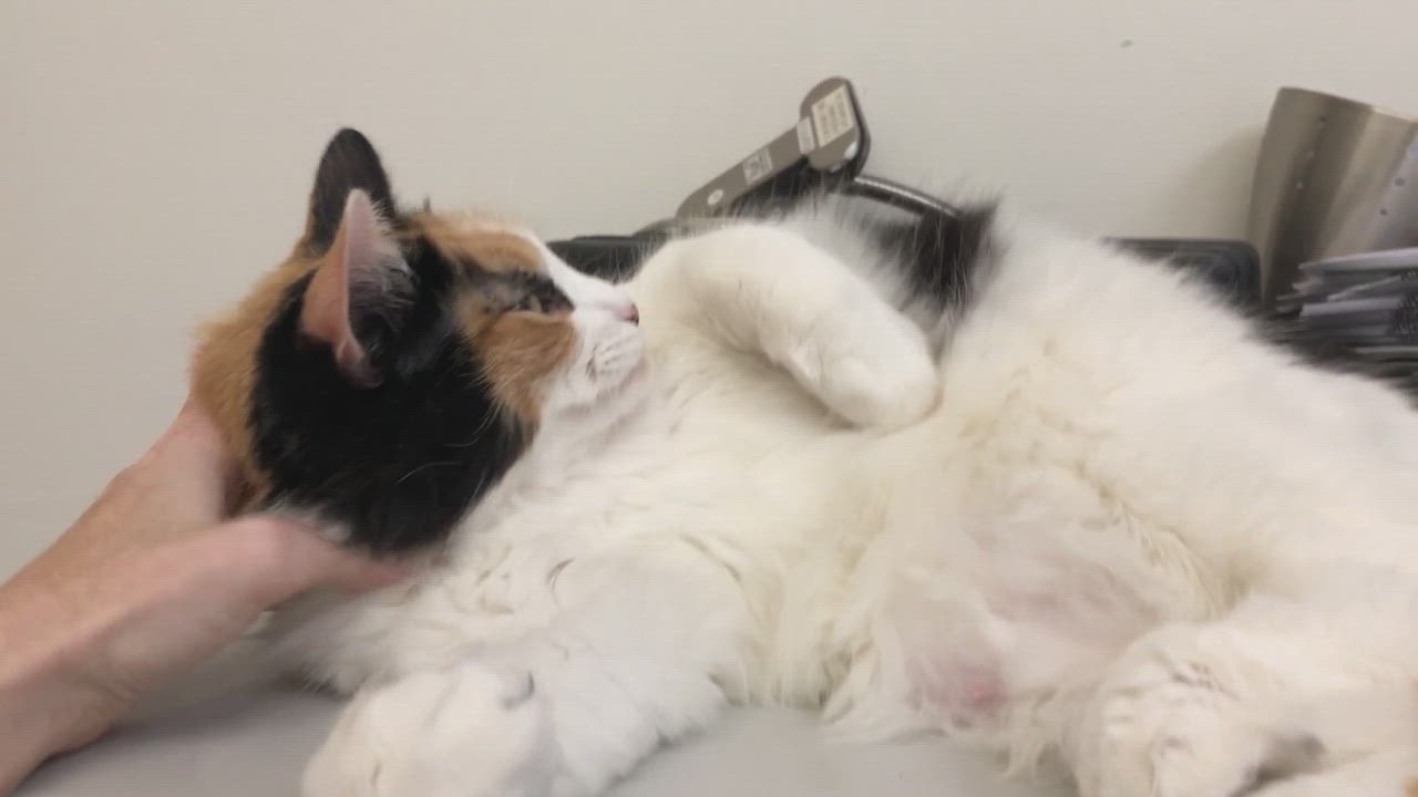 Enlarge BELLA, an adoptable Domestic Medium Hair in Santa Monica, CA video 4/5