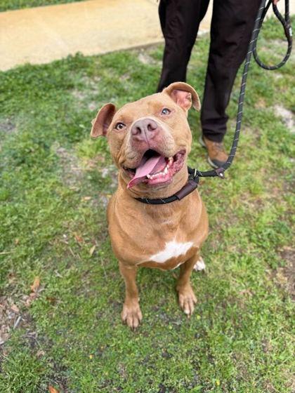 Enlarge Kilo - 3, a Adoptable mixed breed in Daytona Beach, FL image 1/2