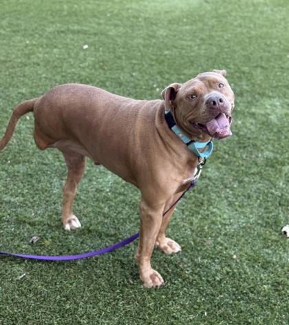 Enlarge Kilo - 3, a Adoptable mixed breed in Daytona Beach, FL image 1/2