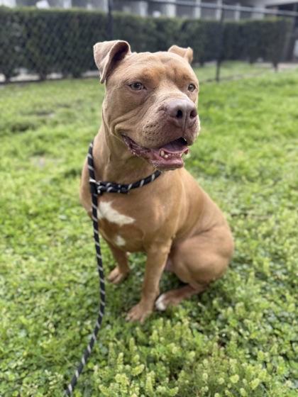 Enlarge Kilo - 3, a Adoptable mixed breed in Daytona Beach, FL image 2/2