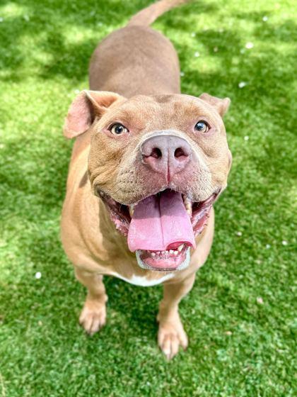 Enlarge Kilo - 3, a Adoptable mixed breed in Daytona Beach, FL image 2/2