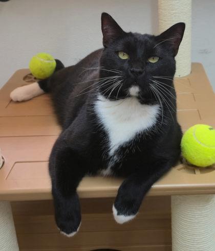 Spooky, Adoptable, Adult Male Domestic Short Hair & Domestic Short Hair.