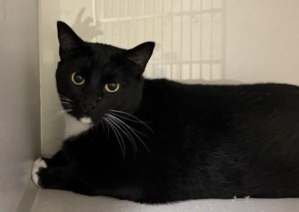 Spooky, Adoptable, Adult Male Domestic Short Hair & Domestic Short Hair.