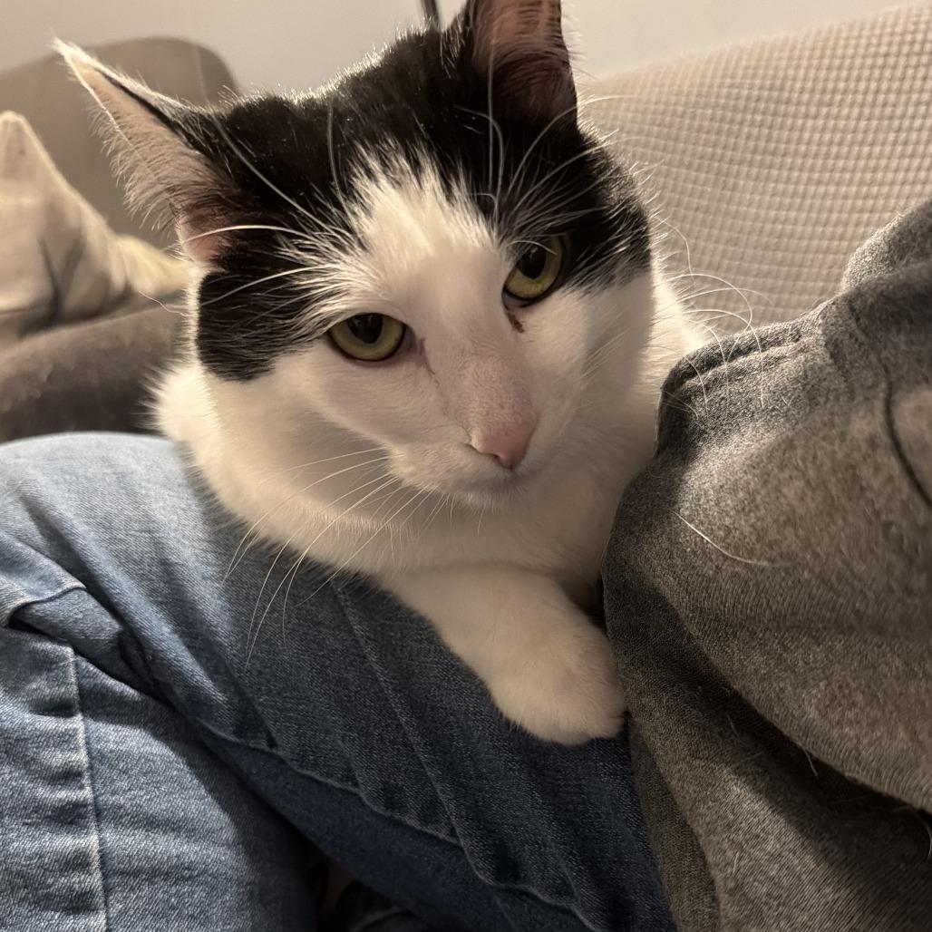 Honeybee - Home to Home, Adoptable, Adult Female Domestic Short Hair & Mixed Breed.