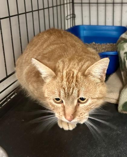 Bodie — thumbnail 2