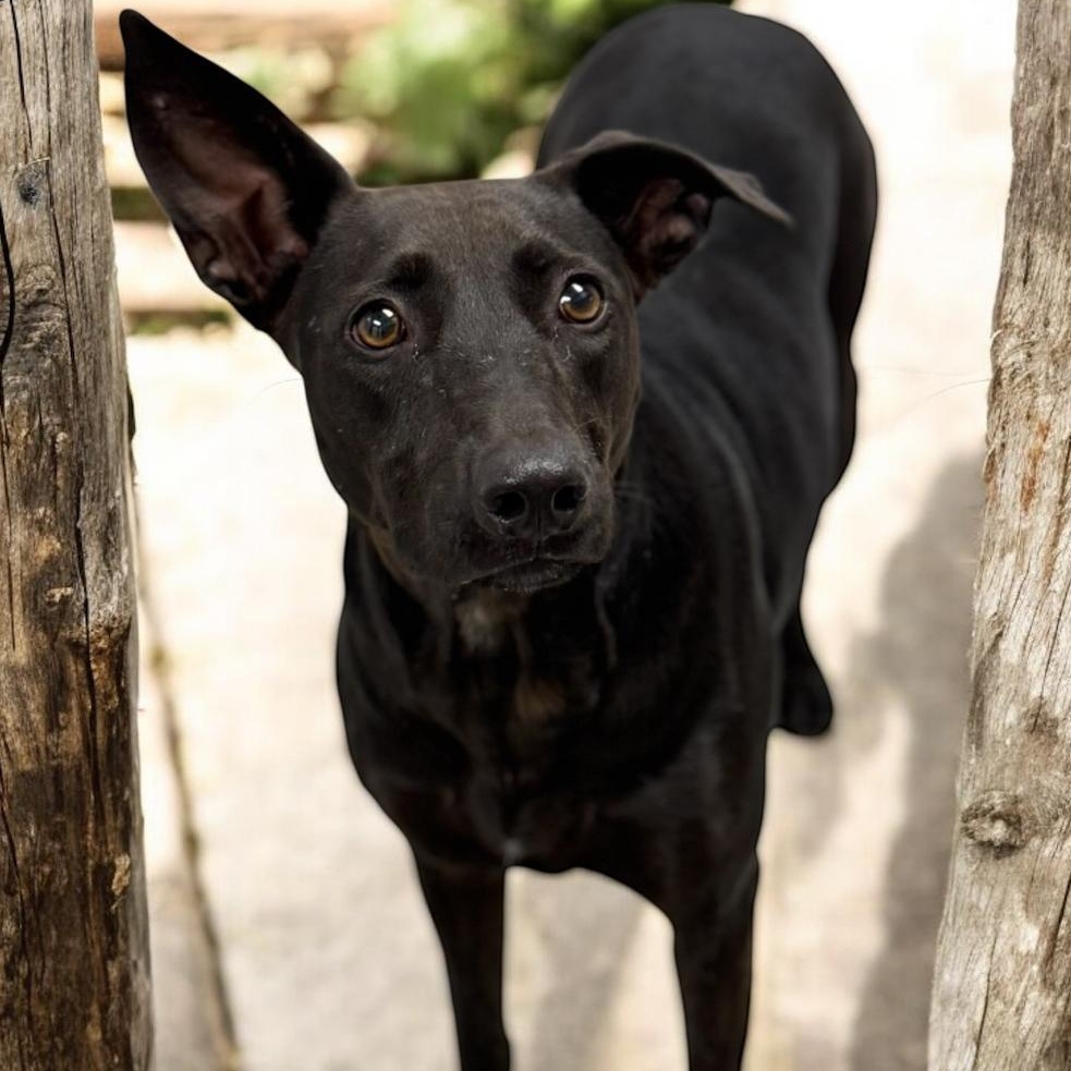 Enlarge Cleopatra, a Adoptable mixed breed in Williston, VT image 5/5