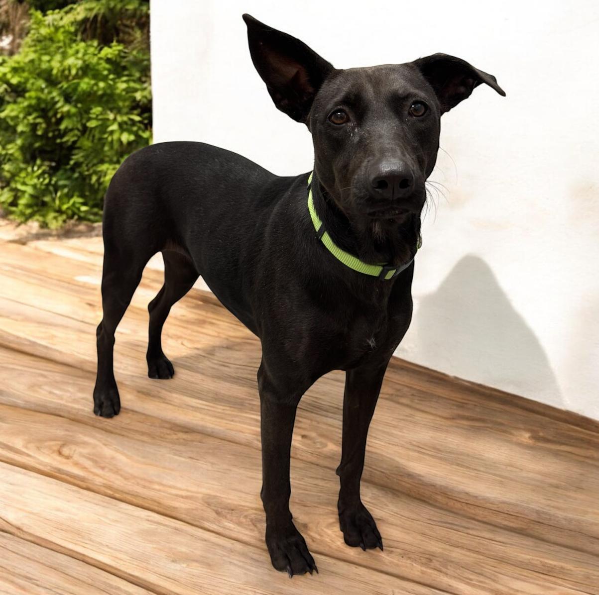 Enlarge Cleopatra, a Adoptable mixed breed in Williston, VT image 3/5