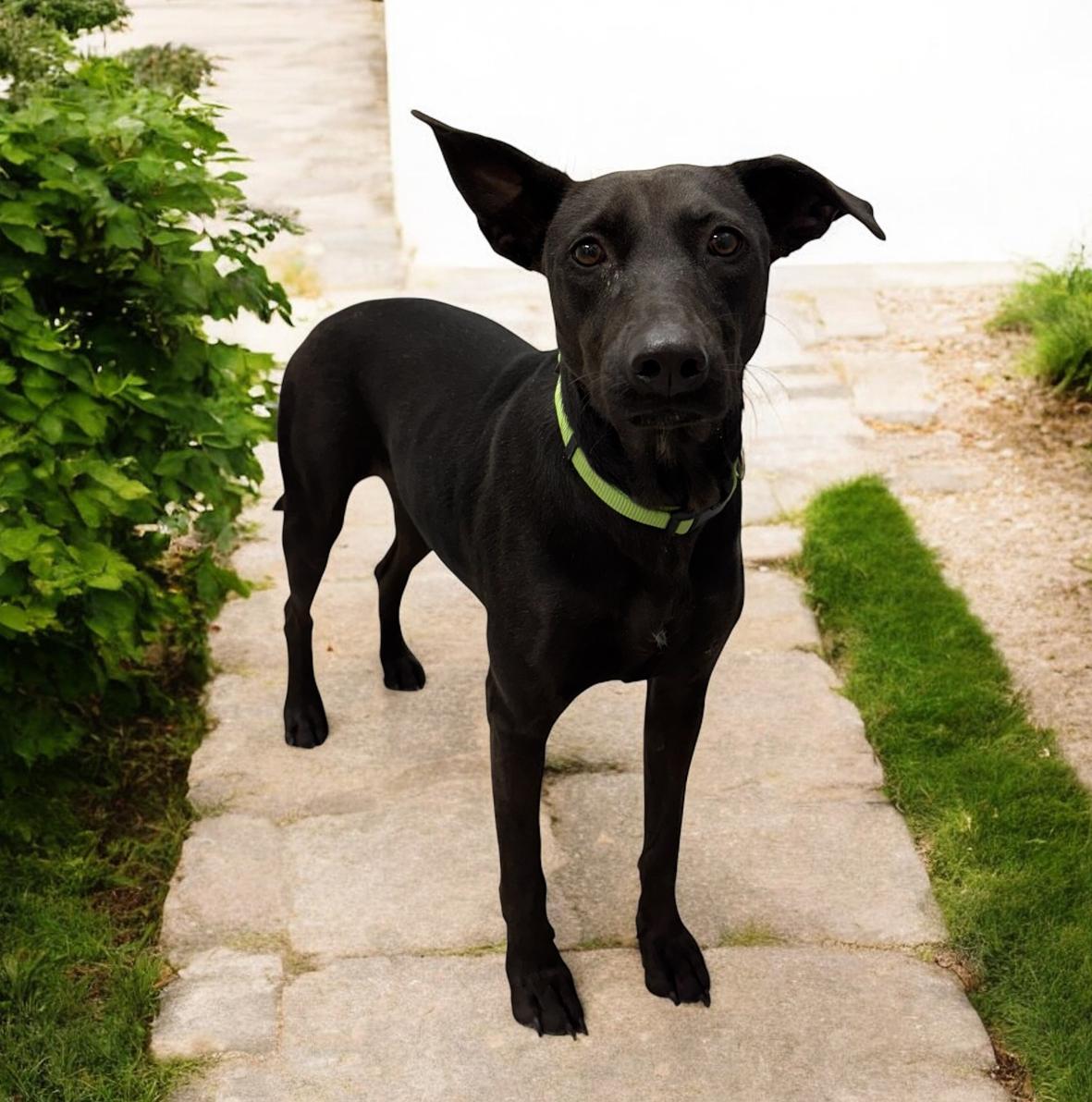 Enlarge Cleopatra, a Adoptable mixed breed in Williston, VT image 4/5