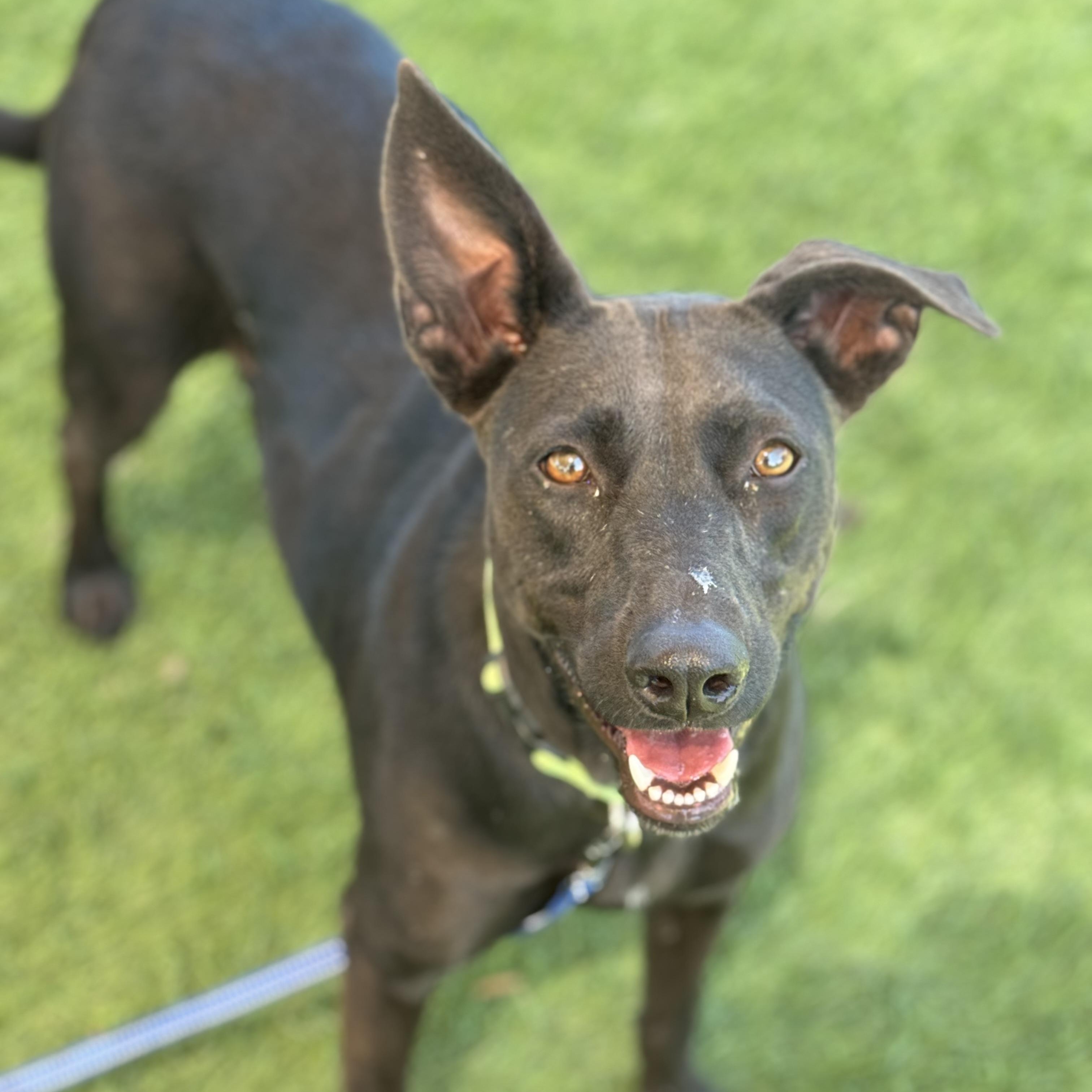 Enlarge Cleopatra, a Adoptable mixed breed in Williston, VT image 2/5