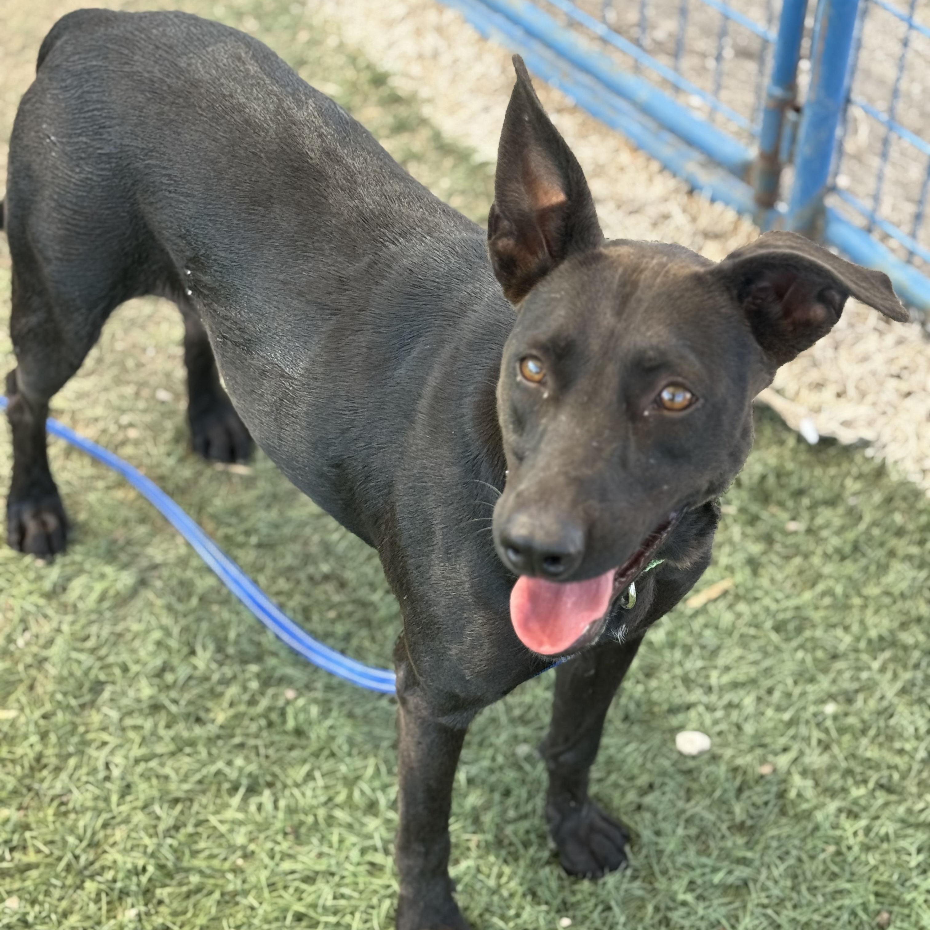 Enlarge Cleopatra, a Adoptable mixed breed in Williston, VT image 1/5
