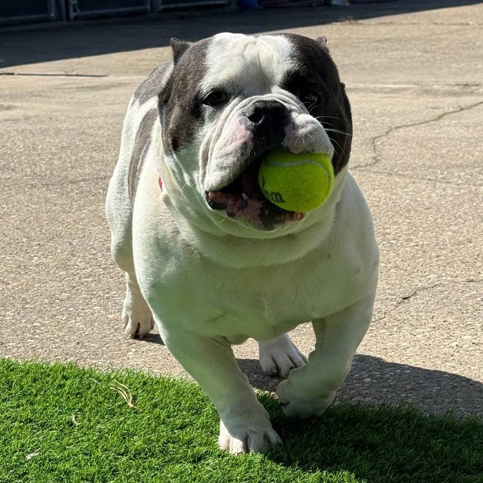 Enlarge Spike, a Adoptable Pit Bull Terrier in Westhampton, NY image 1/6