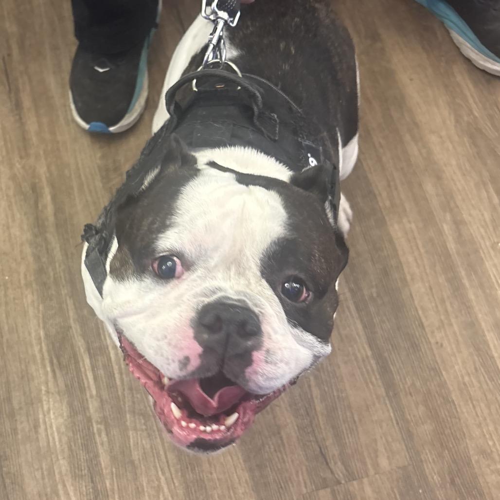 Spike, Adoptable, Adult Male Pit Bull Terrier.