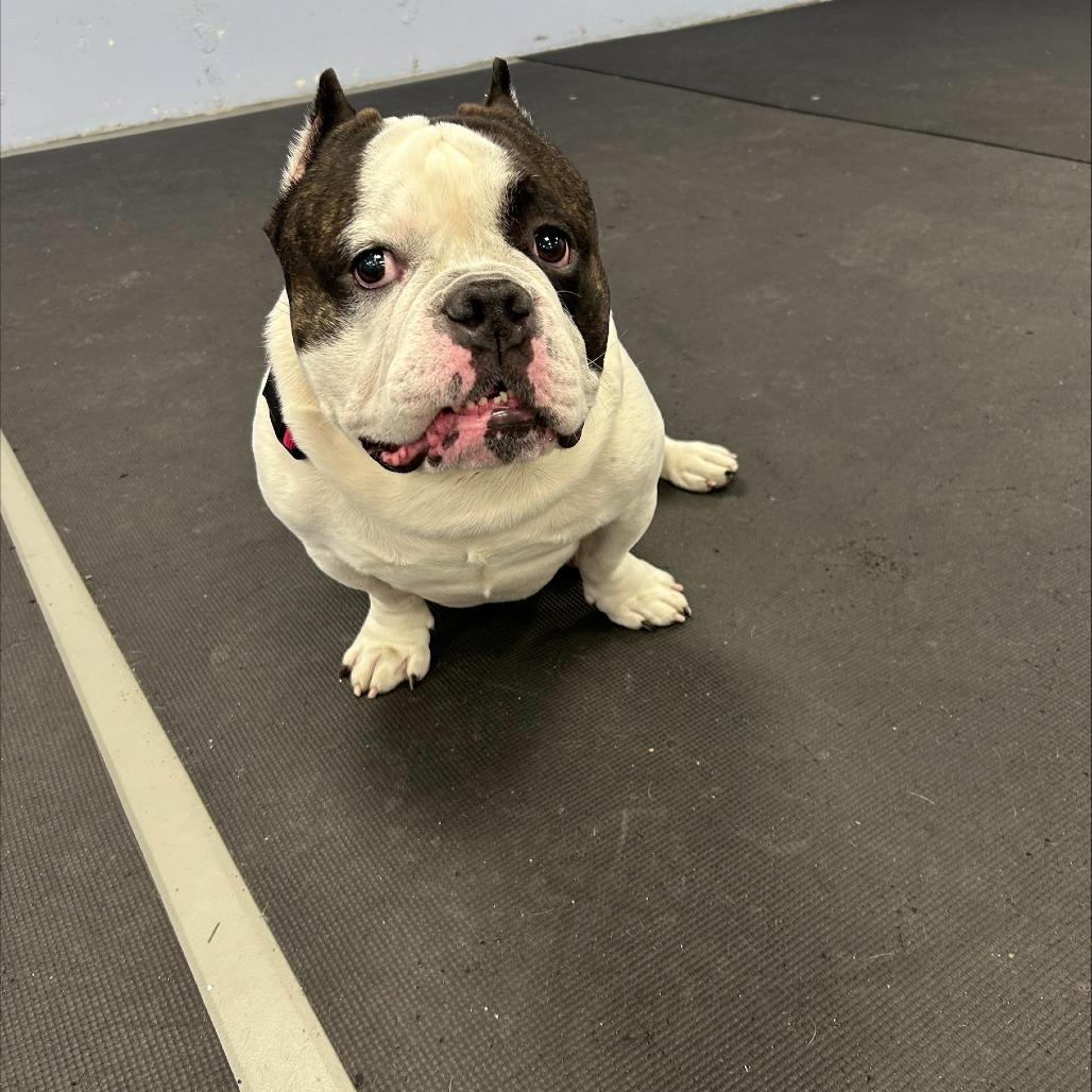 Enlarge Spike, a Adoptable Pit Bull Terrier in Westhampton, NY image 3/6