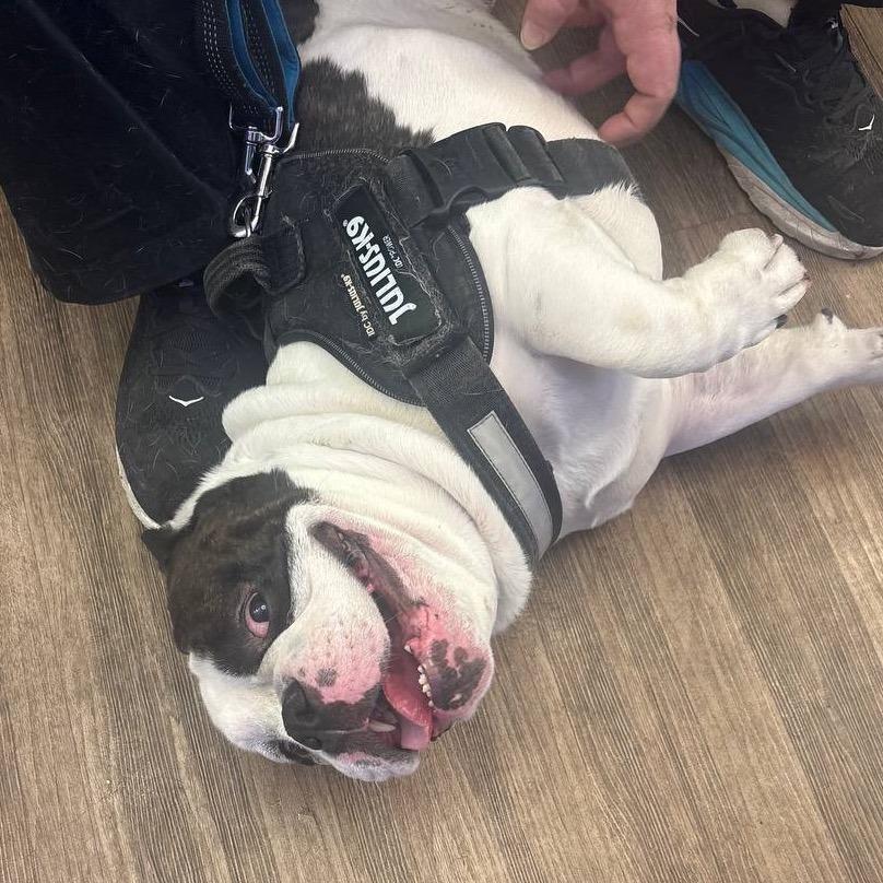 Enlarge Spike, a Adoptable Pit Bull Terrier in Westhampton, NY image 6/6