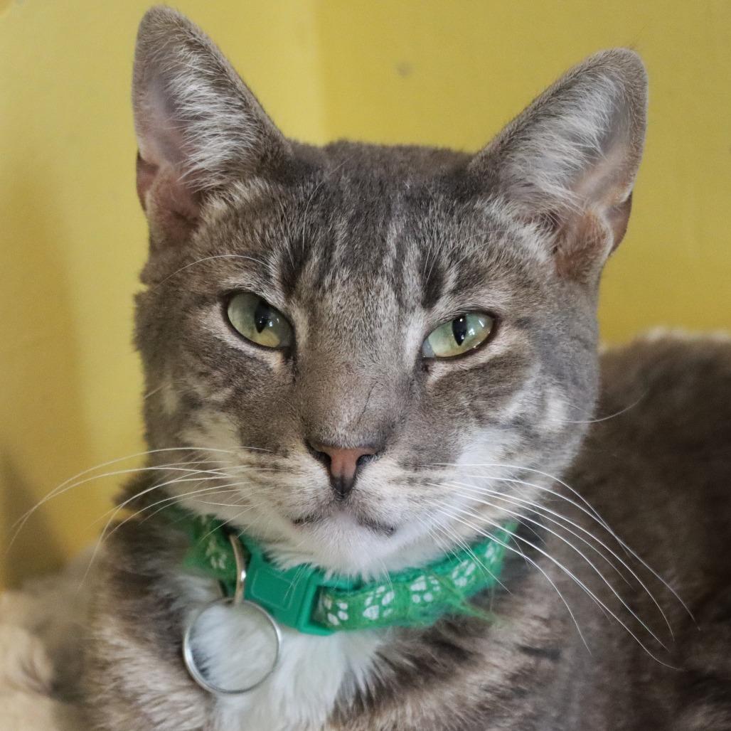 Pawtrick, Adoptable, Adult Male Domestic Short Hair.
