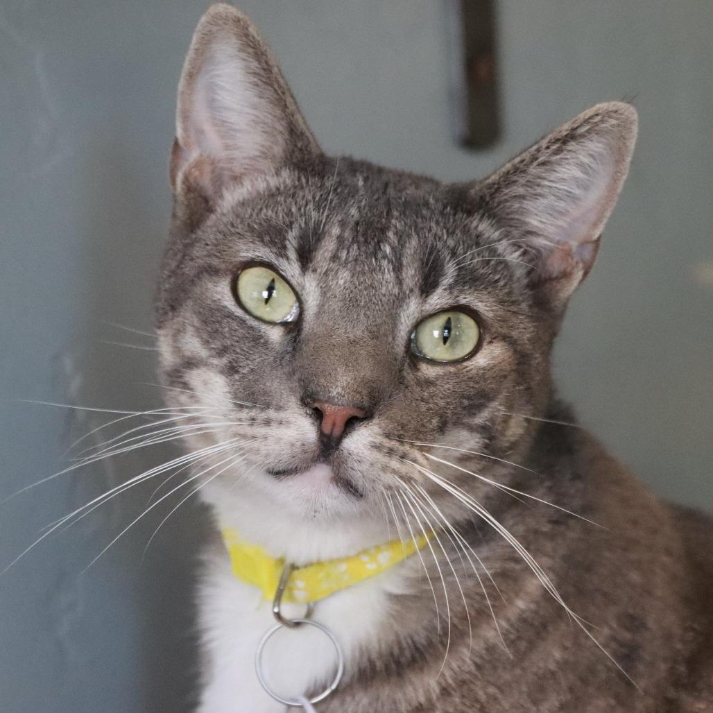Enlarge Pawtrick, a Adoptable Domestic Short Hair in Tucson, AZ image 1/6