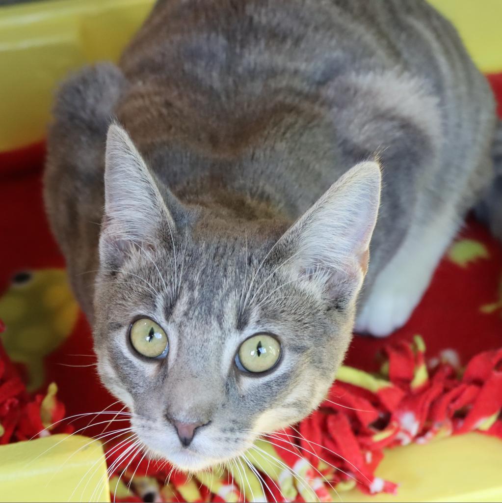 Enlarge Pawtrick, a Adoptable Domestic Short Hair in Tucson, AZ image 1/6