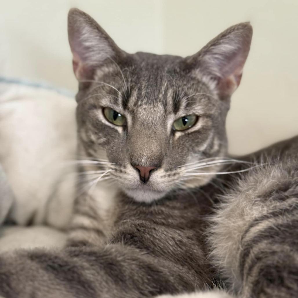 Enlarge Pawtrick, a Adoptable Domestic Short Hair in Tucson, AZ image 2/6
