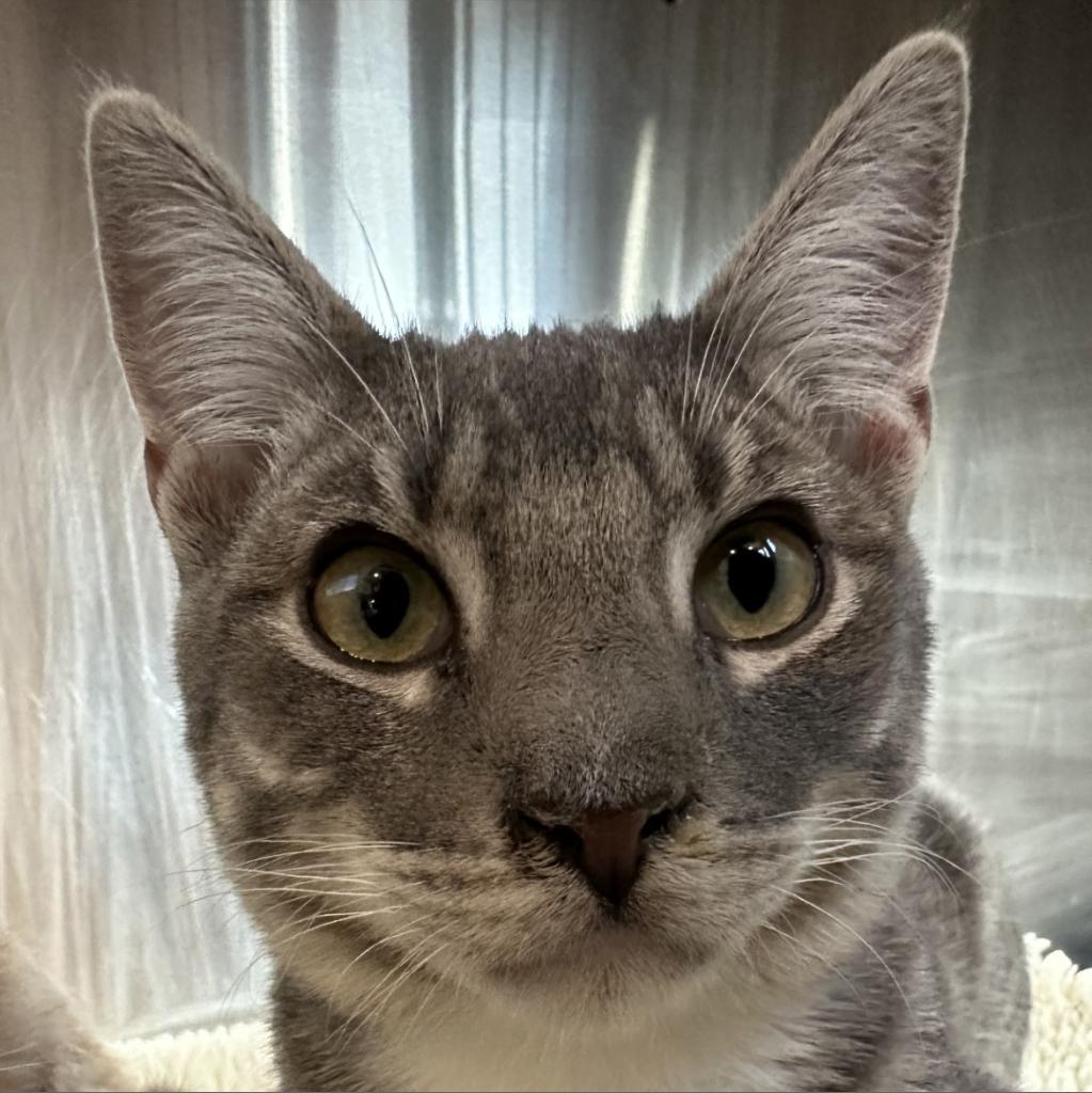 Enlarge Pawtrick, a Adoptable Domestic Short Hair in Tucson, AZ image 3/6