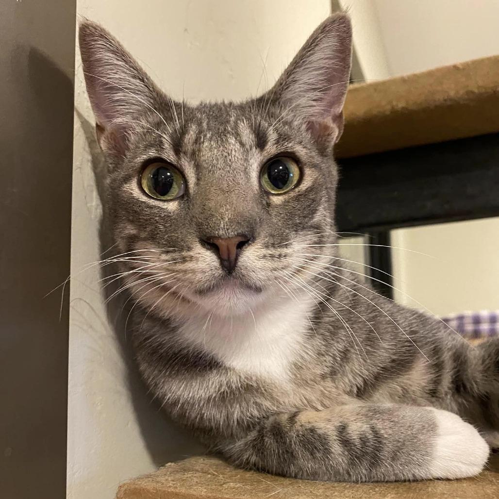 Enlarge Pawtrick, a Adoptable Domestic Short Hair in Tucson, AZ image 4/6