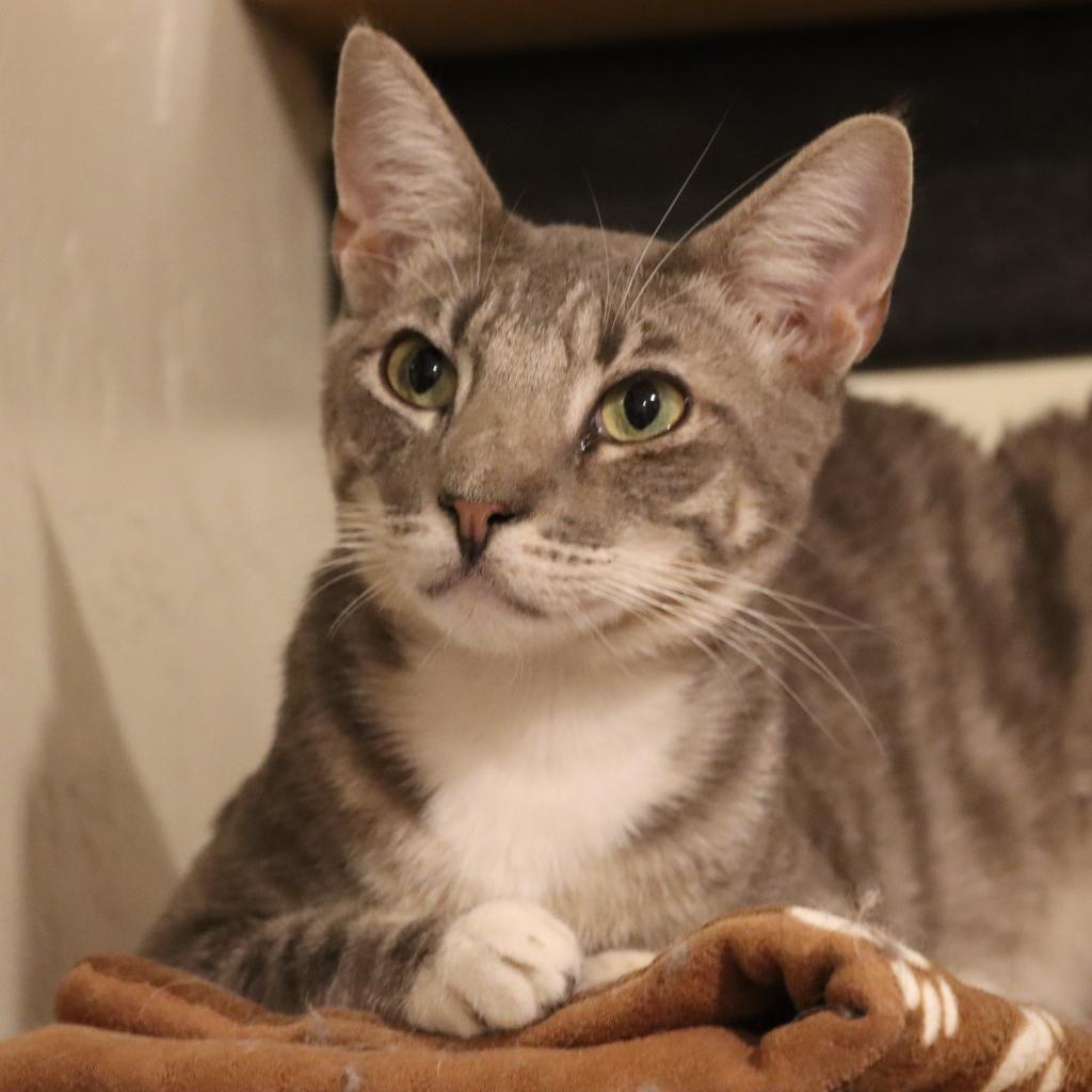 Enlarge Pawtrick, a Adoptable Domestic Short Hair in Tucson, AZ image 5/6