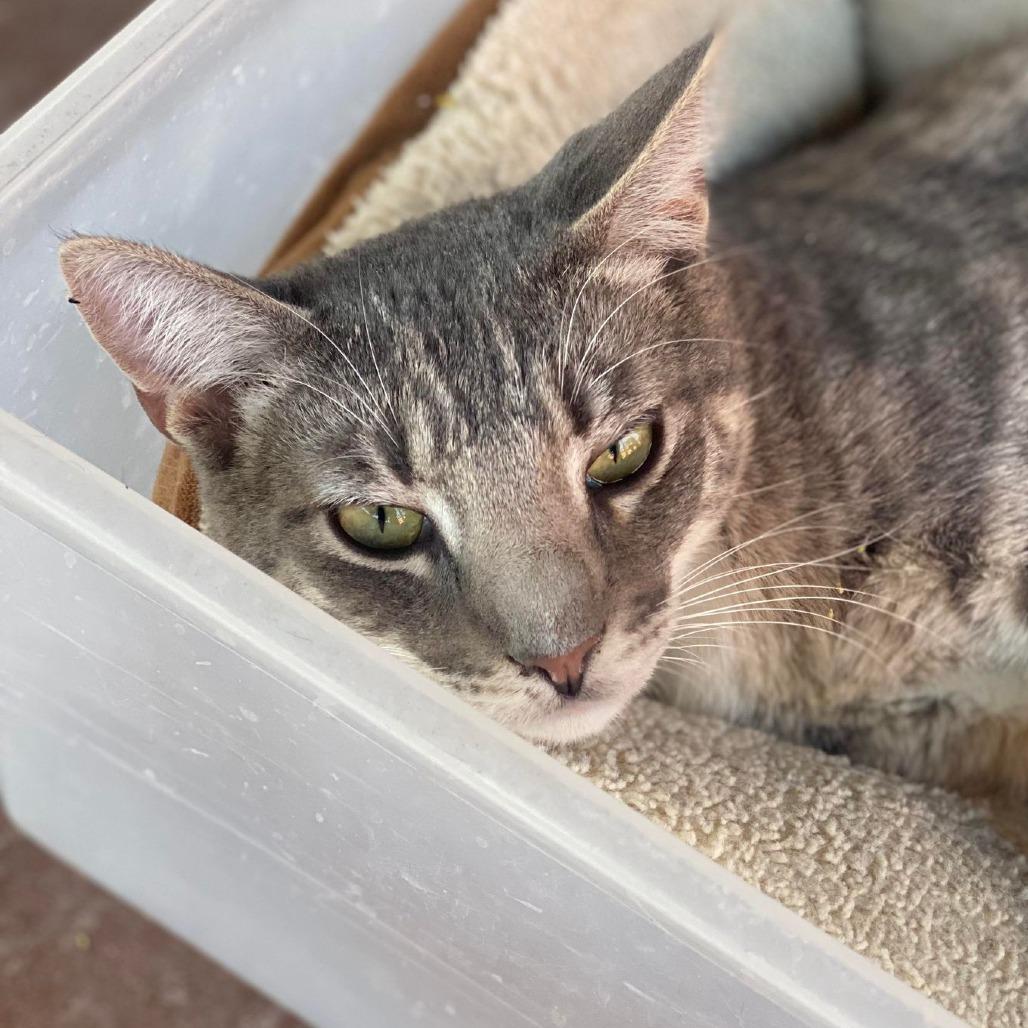 Enlarge Pawtrick, a Adoptable Domestic Short Hair in Tucson, AZ image 6/6