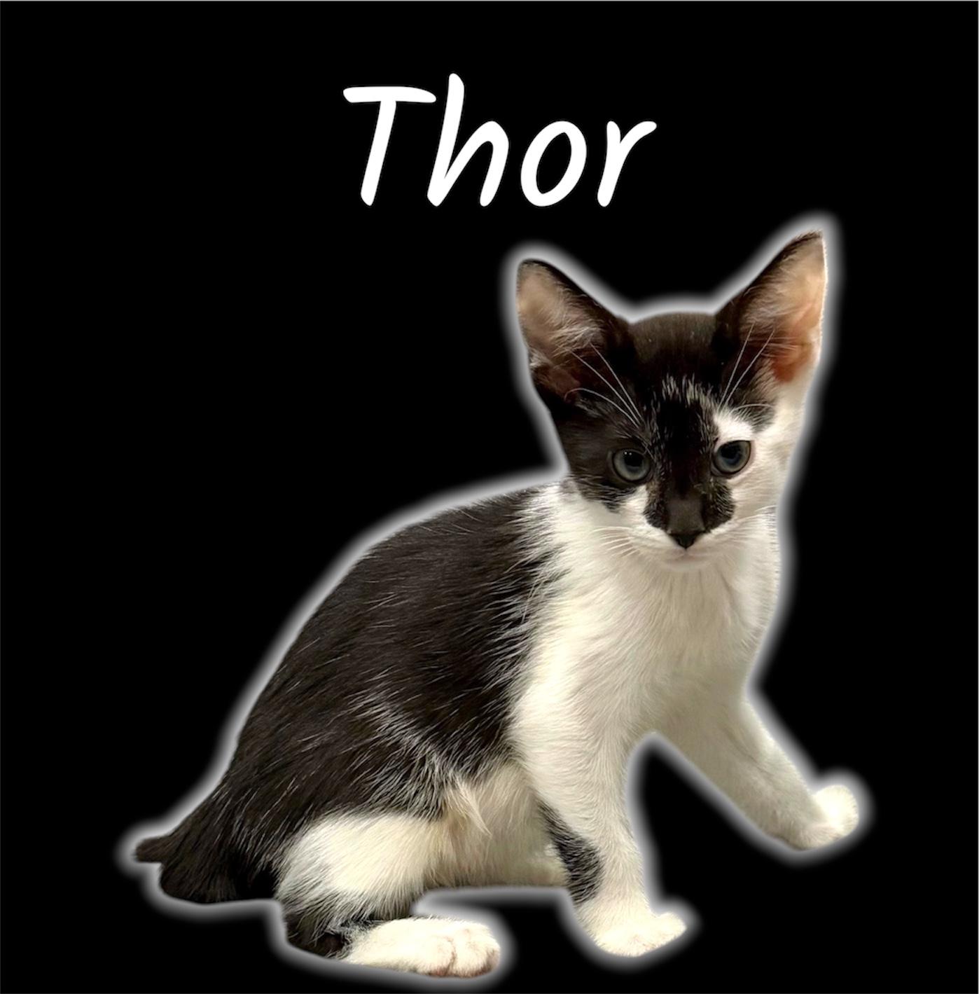 Enlarge Thor, an adopted Domestic Short Hair in Auburn, CA image 1/1