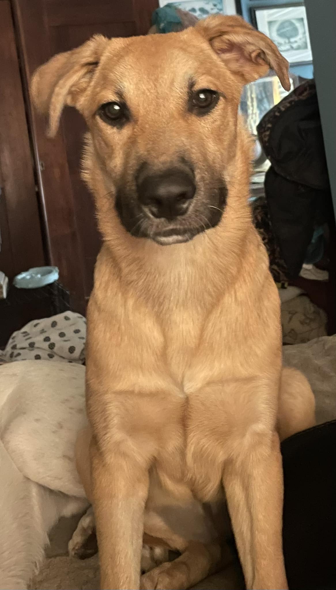 Venus, an adopted German Shepherd Dog & Labrador Retriever Mix in Plainfield, IN_image-1