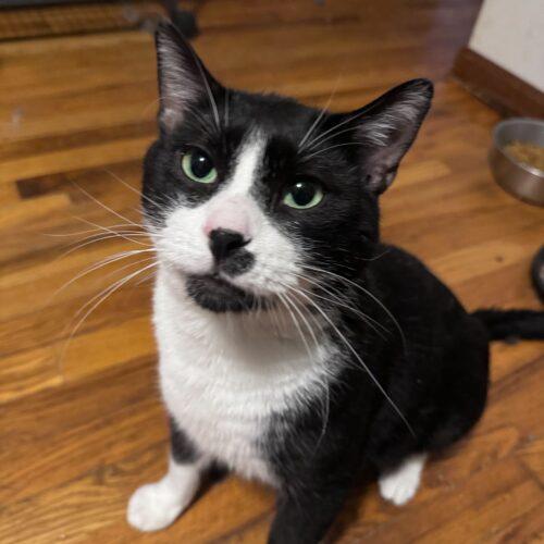 Enlarge Elvis, a Adoptable Domestic Short Hair in Toms River, NJ image 1/6