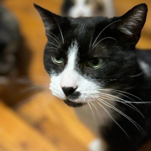 Enlarge Elvis, a Adoptable Domestic Short Hair in Toms River, NJ image 2/6