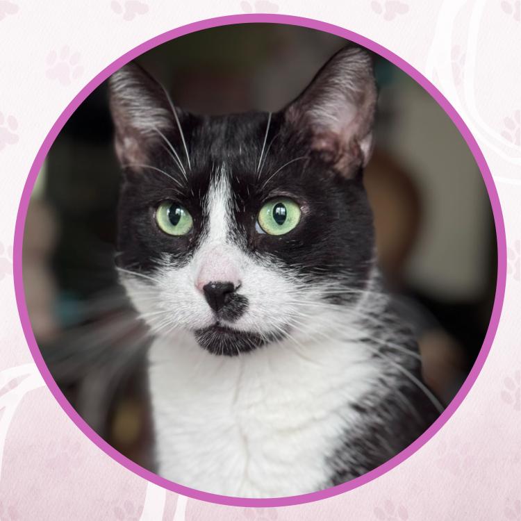 Enlarge Elvis, a Adoptable Domestic Short Hair in Toms River, NJ image 3/6