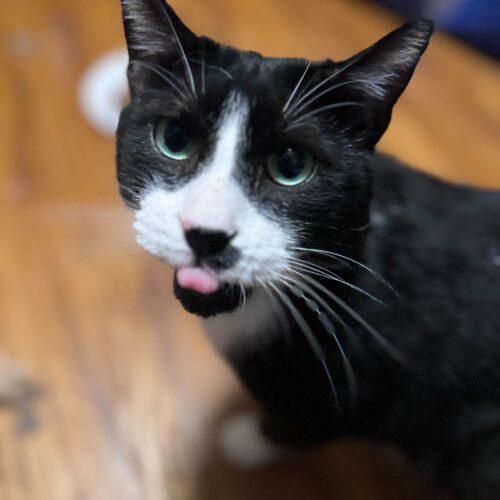 Enlarge Elvis, a Adoptable Domestic Short Hair in Toms River, NJ image 5/6