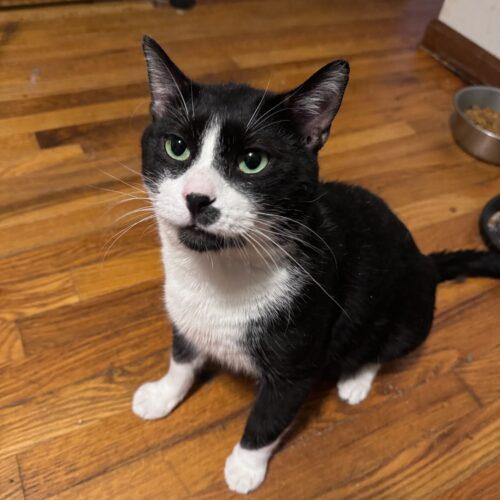 Enlarge Elvis, a Adoptable Domestic Short Hair in Toms River, NJ image 6/6