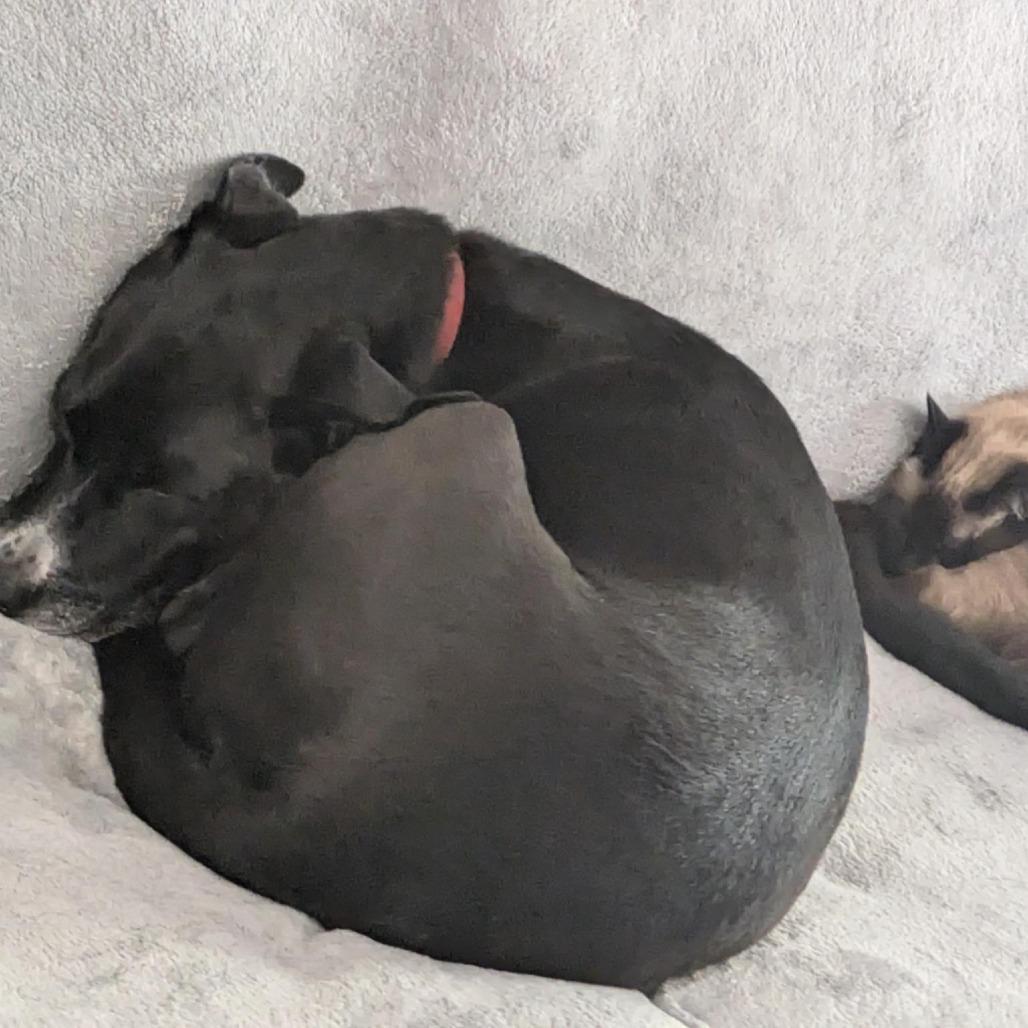 Enlarge Oliver, a Adoptable mixed breed in Corvallis, OR image 2/6