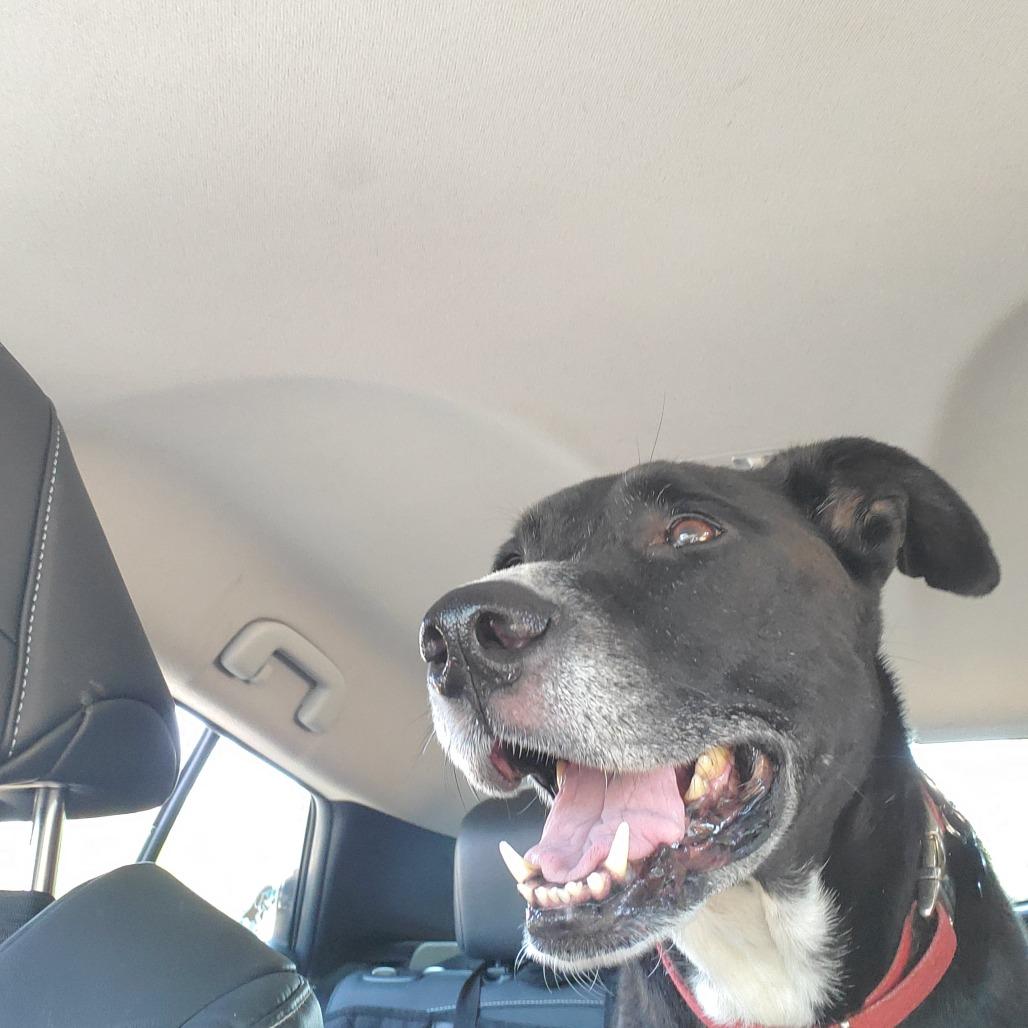 Enlarge Oliver, a Adoptable mixed breed in Corvallis, OR image 5/6