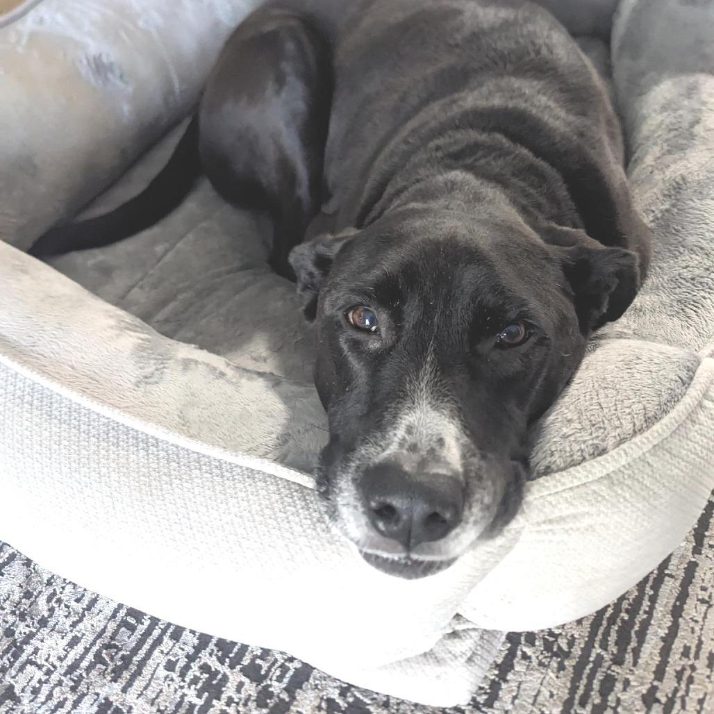 Enlarge Oliver, a Adoptable mixed breed in Corvallis, OR image 6/6